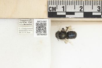 Media type: image;   Entomology 790467 Aspect: Labels